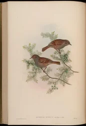 Accentor rubidus = Prunella rubida